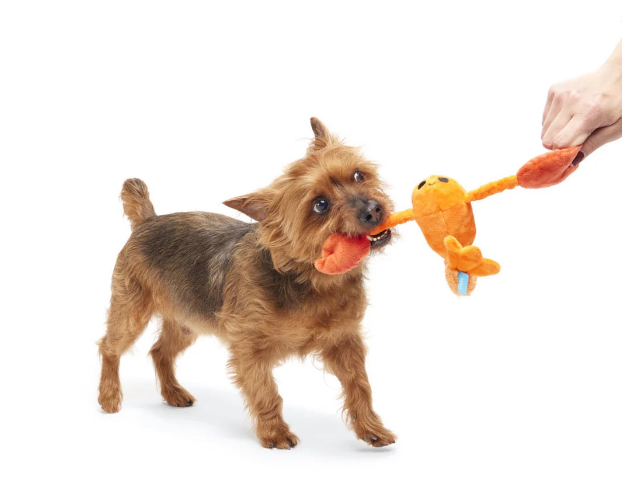 Bark Della Crawfish Plus Dog Toy